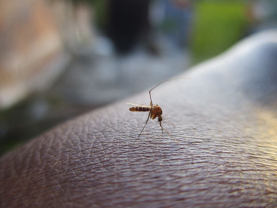 mosquito, zanzara, insect