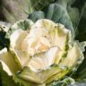 vitamine, cavolo verde, potassio, calcio, ferro, fosforo