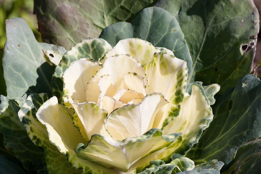 vitamine, cavolo verde, potassio, calcio, ferro, fosforo