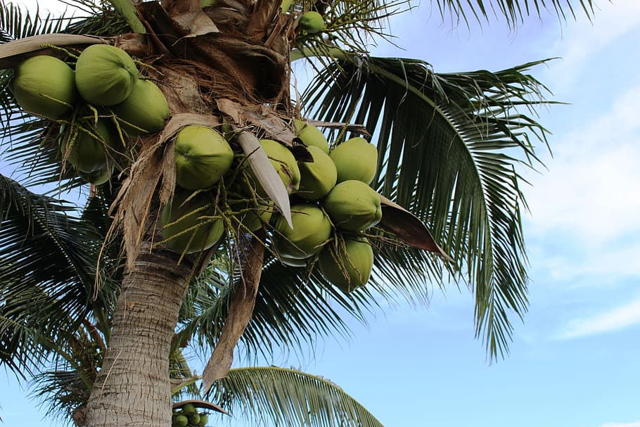 coconuts-bunch-tree-growing
