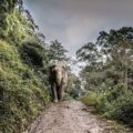 Tailandia Foresta Elefante