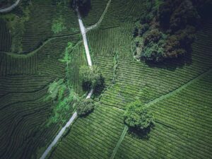 drone-view-aerial-view-field-tree