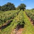 vitigno-vines-wine-winegrowing-grapevine