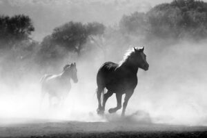 cavalli, horses