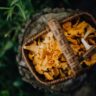 funghi-mese-di-novembre