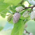 alba-morus-mulberry-white-gelso-bianco