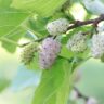 alba-morus-mulberry-white-gelso-bianco