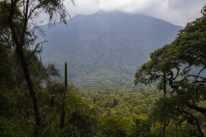 ruanda-plant-vegetation-nature-outdoors