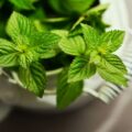 peppermint-medicinal-plant-medicinal-herbs-mint