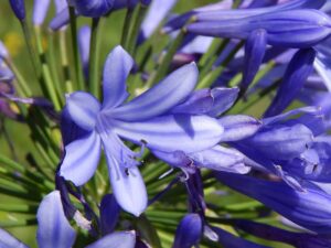 agapanto-blue-flower-garden