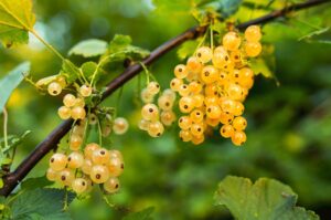 ribes giallo