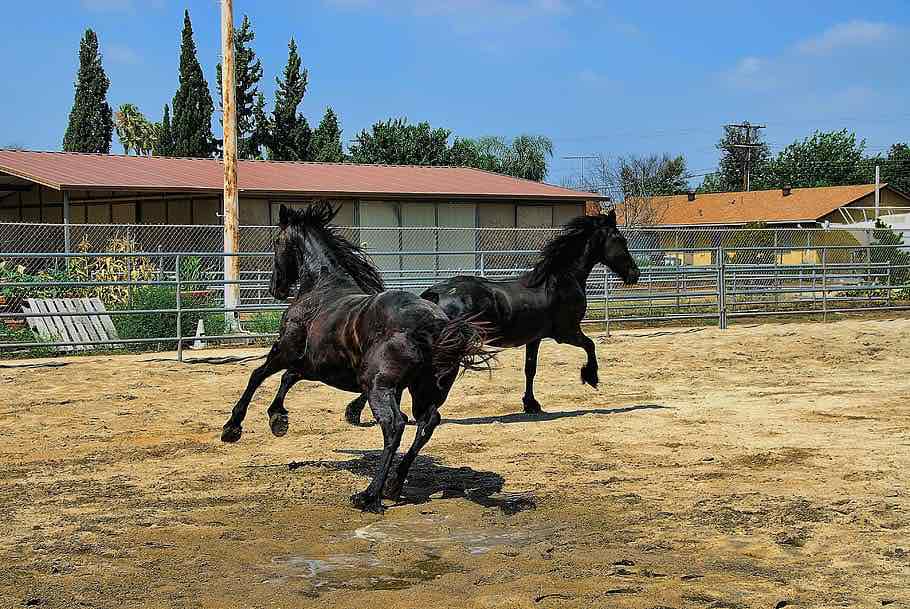 cavallo frisone