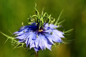 nigella