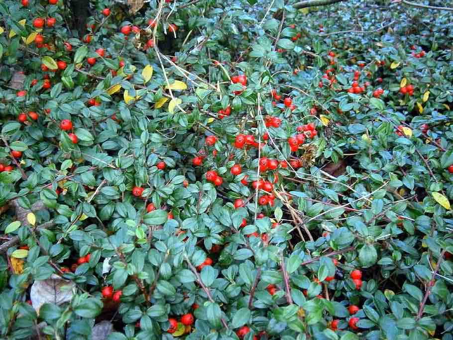 bush-ground-cover-berry-berries-gaultheria, ayurvedica
