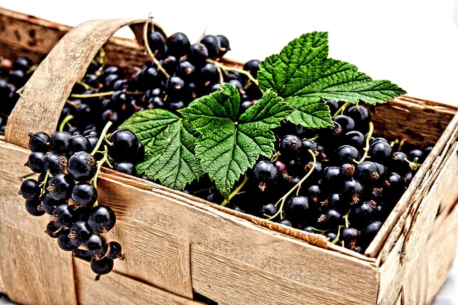 ribes nero