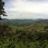 nicaragua forest
