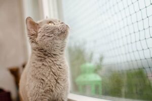 gatto bianco alla finestra con griglia, gatto