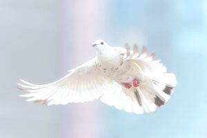dove-wild-bird-nature
