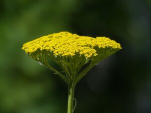 achillea plant